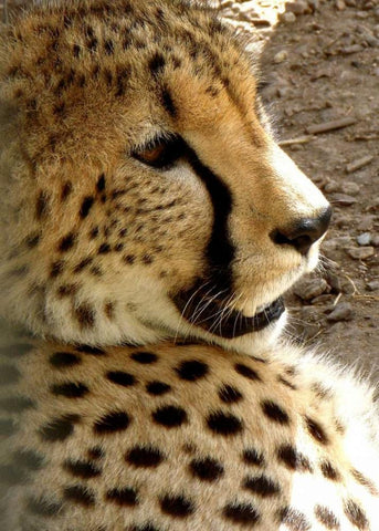 Cheetah Portrait I Black Ornate Wood Framed Art Print with Double Matting by Underdahl, Dana