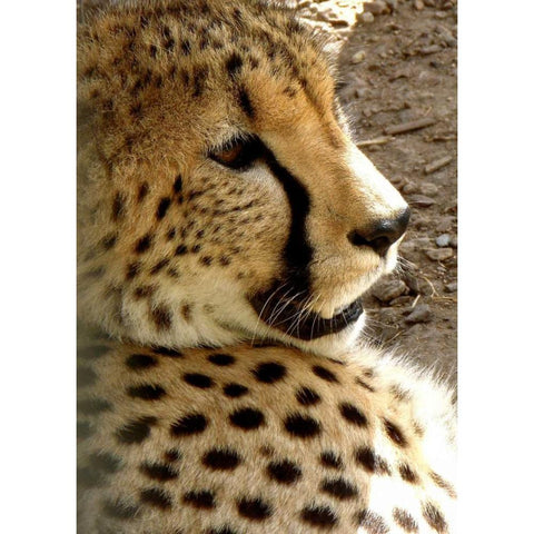 Cheetah Portrait I Black Modern Wood Framed Art Print with Double Matting by Underdahl, Dana