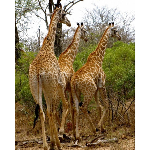 Giraffe Walk II White Modern Wood Framed Art Print by Underdahl, Dana