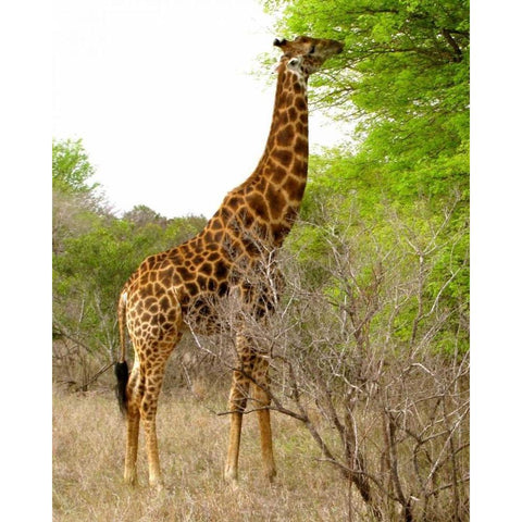 Giraffe Walk III White Modern Wood Framed Art Print by Underdahl, Dana