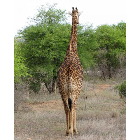 Giraffe Walk IV Gold Ornate Wood Framed Art Print with Double Matting by Underdahl, Dana