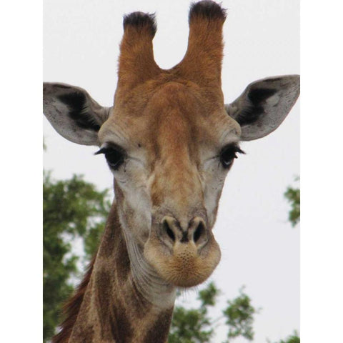 Giraffe Portrait III White Modern Wood Framed Art Print by Underdahl, Dana