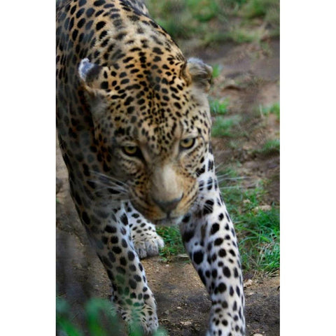 Leopard I White Modern Wood Framed Art Print by Underdahl, Dana
