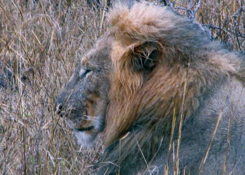 Resting Lion II Black Ornate Wood Framed Art Print with Double Matting by Underdahl, Dana