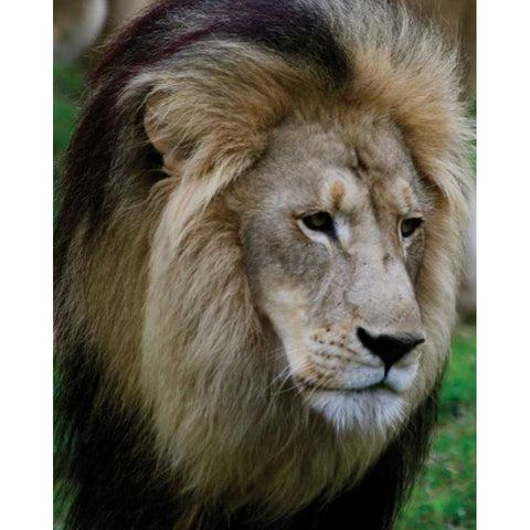 Lion III White Modern Wood Framed Art Print by Underdahl, Dana