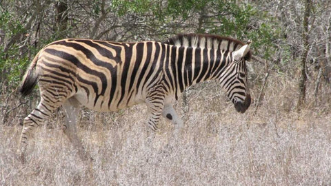 Safari Zebra III Black Ornate Wood Framed Art Print with Double Matting by Underdahl, Dana