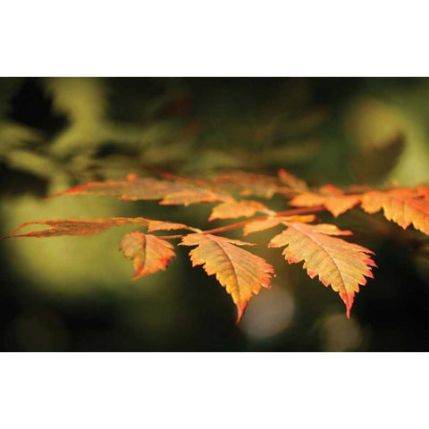 Autumn Fire Leaves II Gold Ornate Wood Framed Art Print with Double Matting by Geyman, Vitaly