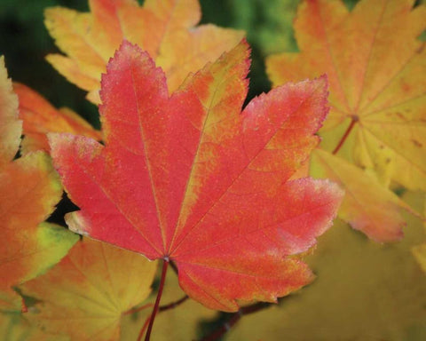 Maple Leaves Perfection II White Modern Wood Framed Art Print with Double Matting by Geyman, Vitaly