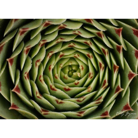 Floral Labyrinth I Color Gold Ornate Wood Framed Art Print with Double Matting by Geyman, Vitaly