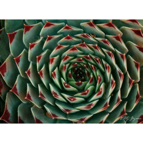 Floral Labyrinth II Color Gold Ornate Wood Framed Art Print with Double Matting by Geyman, Vitaly