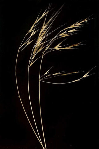 Grass Mosaic II Black Ornate Wood Framed Art Print with Double Matting by Geyman, Vitaly