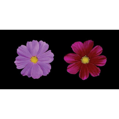Cosmos Flower Duet Gold Ornate Wood Framed Art Print with Double Matting by Geyman, Vitaly