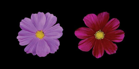 Cosmos Flower Duet Black Ornate Wood Framed Art Print with Double Matting by Geyman, Vitaly