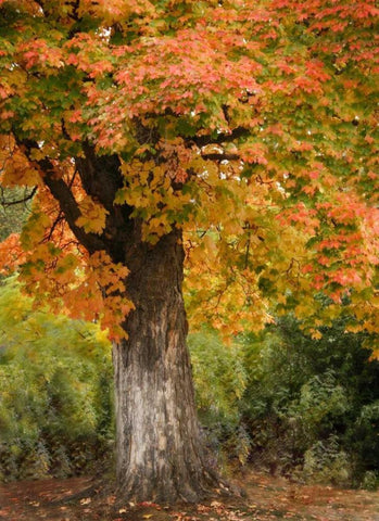 Fall Maple Fever I White Modern Wood Framed Art Print with Double Matting by Geyman, Vitaly
