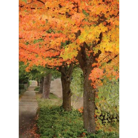 Fall Maple Fever II Gold Ornate Wood Framed Art Print with Double Matting by Geyman, Vitaly