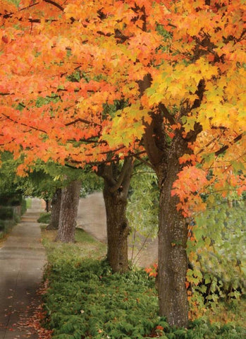 Fall Maple Fever II White Modern Wood Framed Art Print with Double Matting by Geyman, Vitaly