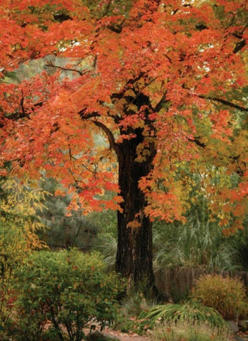 Fall Maple Fever III White Modern Wood Framed Art Print with Double Matting by Geyman, Vitaly