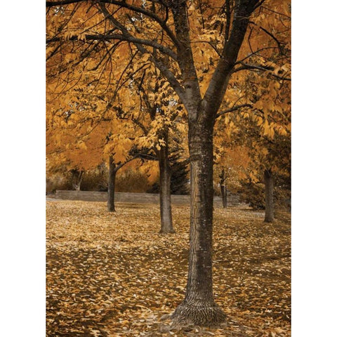 Fall Tree Grove I Gold Ornate Wood Framed Art Print with Double Matting by Geyman, Vitaly