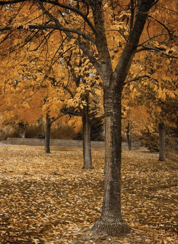 Fall Tree Grove I White Modern Wood Framed Art Print with Double Matting by Geyman, Vitaly