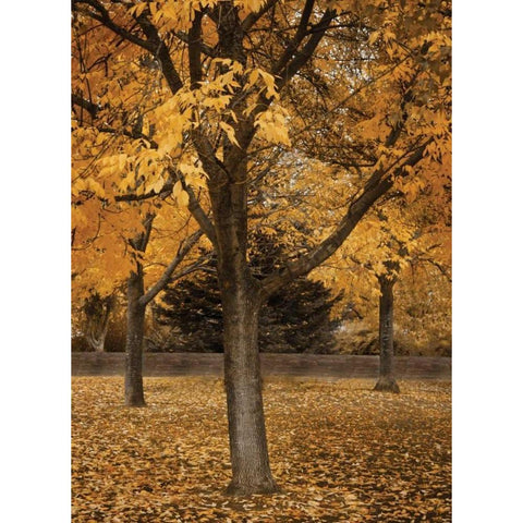 Fall Tree Grove II Gold Ornate Wood Framed Art Print with Double Matting by Geyman, Vitaly