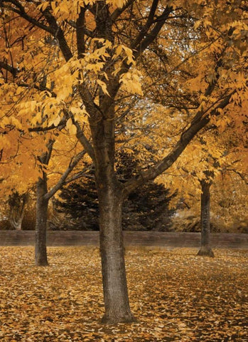 Fall Tree Grove II White Modern Wood Framed Art Print with Double Matting by Geyman, Vitaly
