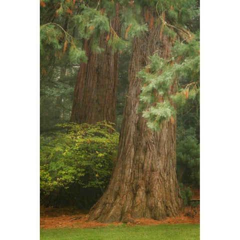 Ancient Forest I Gold Ornate Wood Framed Art Print with Double Matting by Geyman, Vitaly