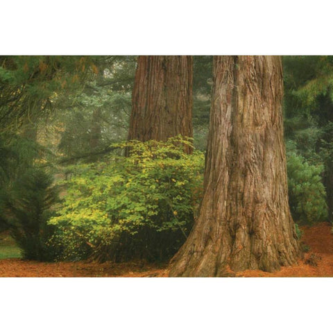 Ancient Forest III Gold Ornate Wood Framed Art Print with Double Matting by Geyman, Vitaly
