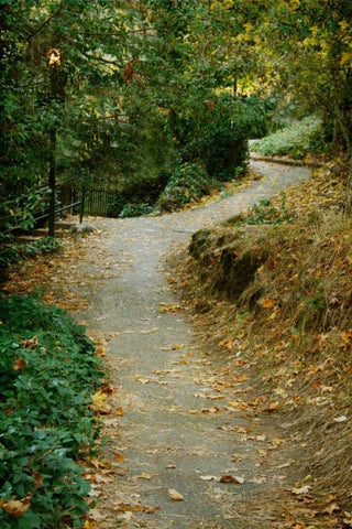 Autumn Path II White Modern Wood Framed Art Print with Double Matting by Geyman, Vitaly