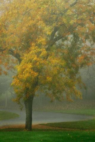 Colors in the Mist V White Modern Wood Framed Art Print with Double Matting by Geyman, Vitaly