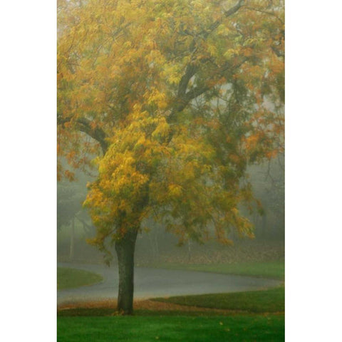 Colors in the Mist V Gold Ornate Wood Framed Art Print with Double Matting by Geyman, Vitaly