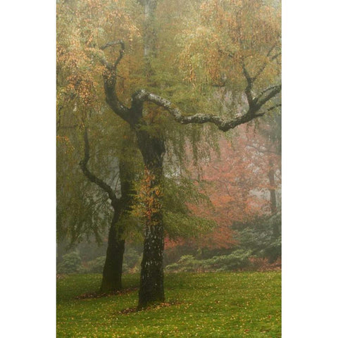 Colors in the Mist VI Gold Ornate Wood Framed Art Print with Double Matting by Geyman, Vitaly