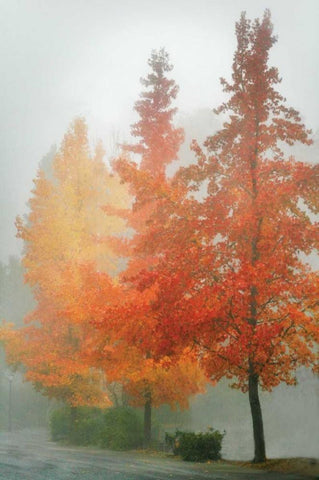 Colors in the Mist I White Modern Wood Framed Art Print with Double Matting by Geyman, Vitaly