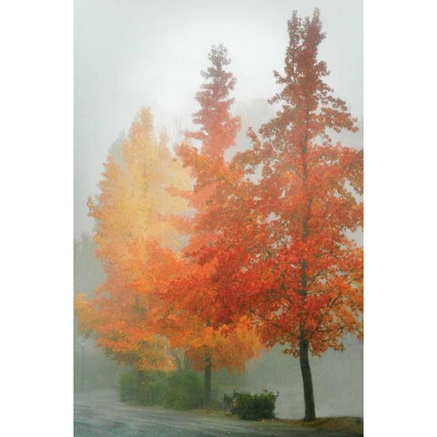 Colors in the Mist I Gold Ornate Wood Framed Art Print with Double Matting by Geyman, Vitaly