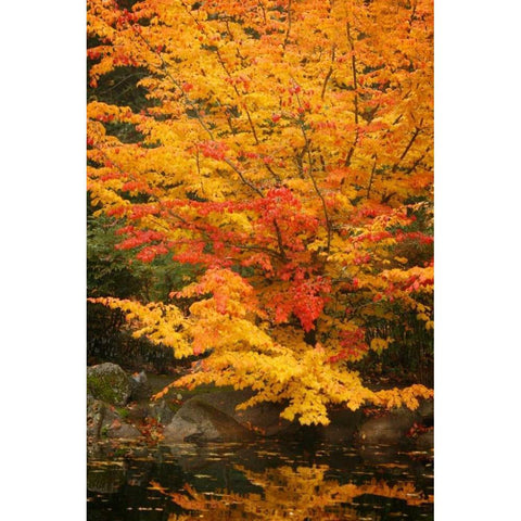 Fall Bouquet I Gold Ornate Wood Framed Art Print with Double Matting by Geyman, Vitaly