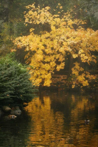 Autumn Reflections I White Modern Wood Framed Art Print with Double Matting by Geyman, Vitaly