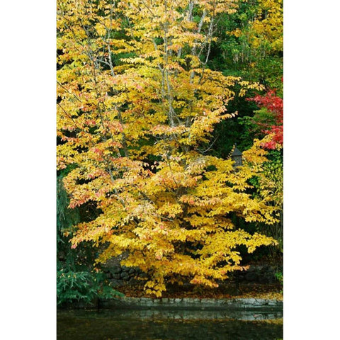 Tree Delicacy II Gold Ornate Wood Framed Art Print with Double Matting by Geyman, Vitaly