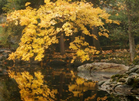 Autumn Reflections II Black Ornate Wood Framed Art Print with Double Matting by Geyman, Vitaly