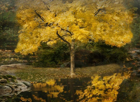 Autumn Reflections III Black Ornate Wood Framed Art Print with Double Matting by Geyman, Vitaly