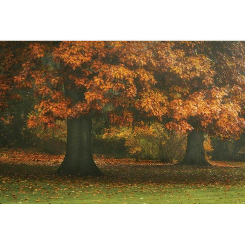 Red Oak Duo I Gold Ornate Wood Framed Art Print with Double Matting by Geyman, Vitaly