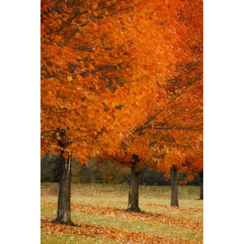 Splash of Color II Gold Ornate Wood Framed Art Print with Double Matting by Geyman, Vitaly