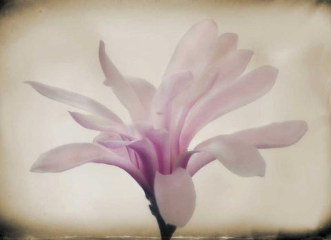 Floral Dreams II White Modern Wood Framed Art Print with Double Matting by Geyman, Vitaly