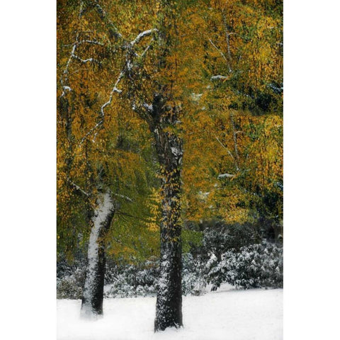 Last of Color I Black Modern Wood Framed Art Print with Double Matting by Geyman, Vitaly