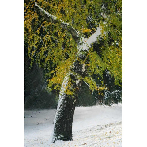 Last of Color II White Modern Wood Framed Art Print by Geyman, Vitaly