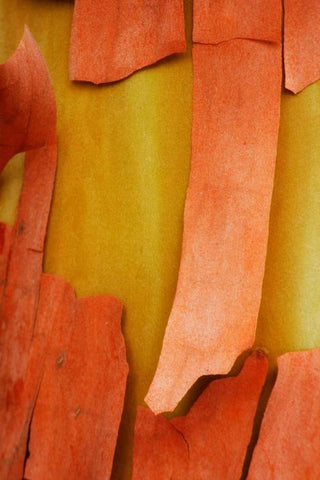 Madrone Mosaic I White Modern Wood Framed Art Print with Double Matting by Geyman, Vitaly