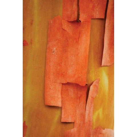 Madrone Mosaic II Gold Ornate Wood Framed Art Print with Double Matting by Geyman, Vitaly