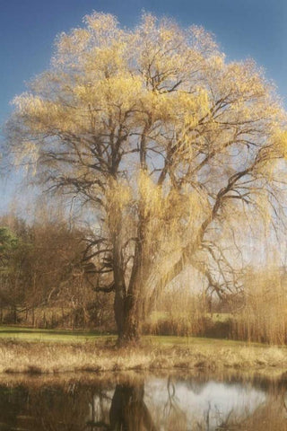 Willow Magic I Black Ornate Wood Framed Art Print with Double Matting by Vitaly, Geyman