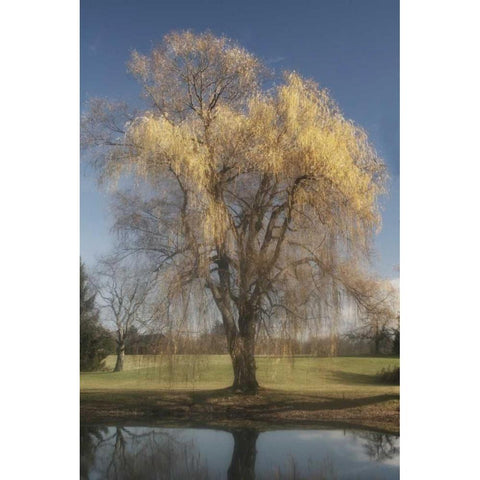 Willow Magic II Gold Ornate Wood Framed Art Print with Double Matting by Vitaly, Geyman
