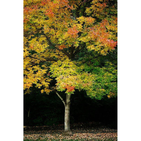 Tree of Life II Black Modern Wood Framed Art Print by Geyman, Vitaly