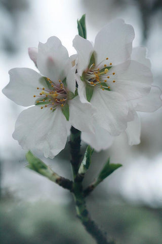 Spring Blossoms II White Modern Wood Framed Art Print with Double Matting by Geyman, Vitaly