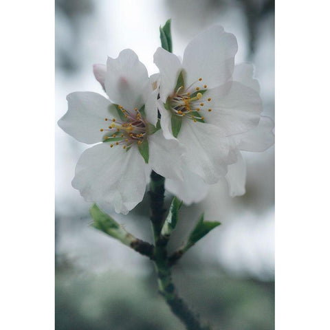 Spring Blossoms II Gold Ornate Wood Framed Art Print with Double Matting by Geyman, Vitaly